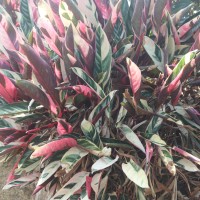 Stromanthe thalia (Vell.) J.M.A.Braga